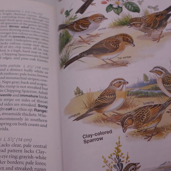National Geographic Field Guide to the Birds of North America ISBN 0-7992-6877-6 - Picture 13 of 16